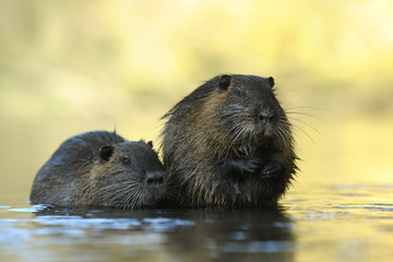 Nutria Myocastor coypus