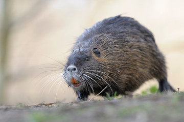 Nutria Myocastor coypus