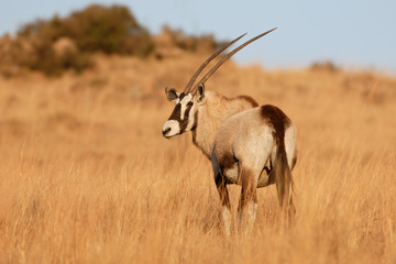 Naklejka na ściany i meble Orix Oryx gazella