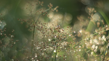 morning dew on the grass