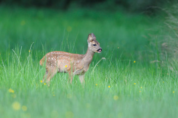 Reh Capreolus capreolus