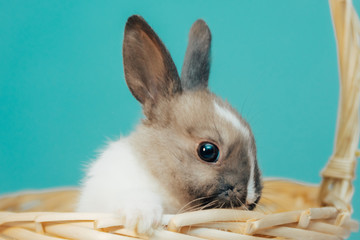 little bunny in wicker basket