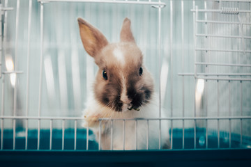 home rabbit in a cage