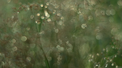 grass with water drops of dew on background
