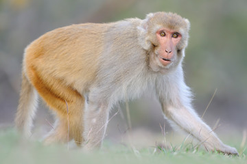 Rhesusaffe Macaca mulatta