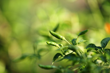 chilli in the garden