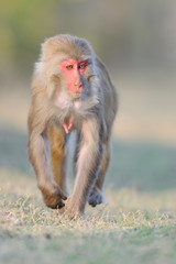 Rhesusaffe Macaca mulatta