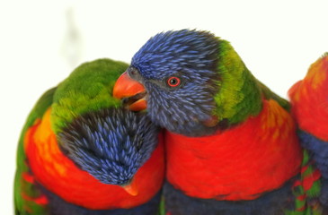 Two rainbow lorikeets cleaning the feathers on each other