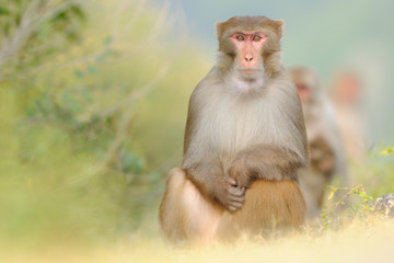 Rhesusaffe Macaca mulatta