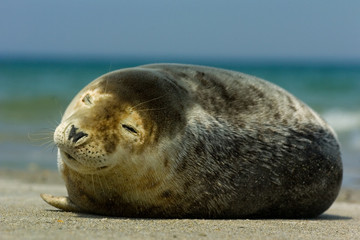 Seehund Phoca vitulina © Dirk