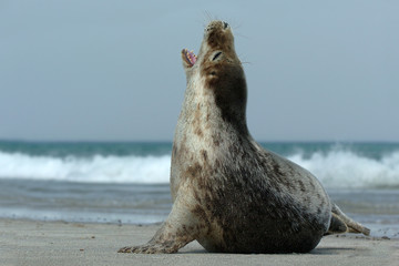 Seehund Phoca vitulina © Dirk