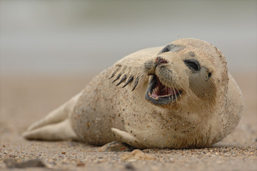 Seehund Phoca vitulina © Dirk