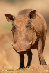 Warzenschwein Phacochoerus africanus