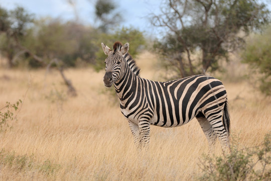 Steppenzebra Equus quagga