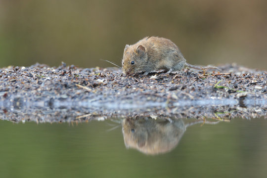 Arvicolinae Bilder Durchsuchen 182 Archivfotos, und