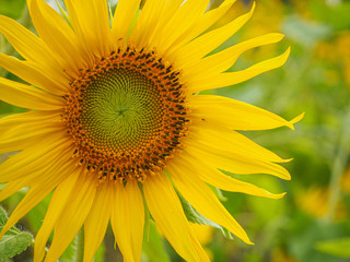 Obraz premium sunflower