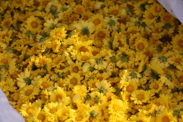 background of yellow flowers