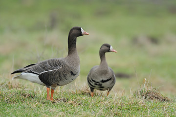 Blaessgans Anser albifrons