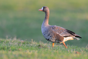 Blaessgans Anser albifrons