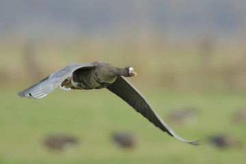 Blaessgans Anser albifrons