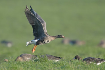 Blaessgans Anser albifrons