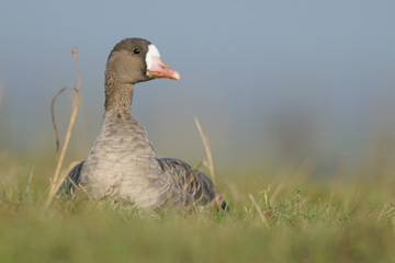 Blaessgans Anser albifrons