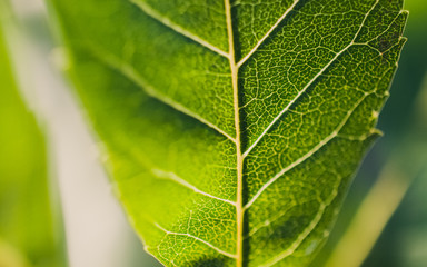 closeup of green leaf