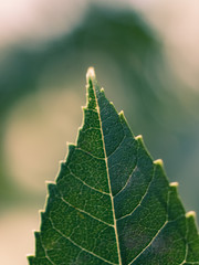 closeup of green leaf