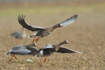 Blaessgans Anser albifrons