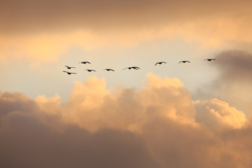 Blaessgans Anser albifrons