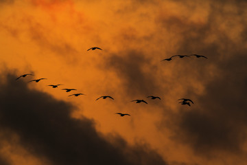 Blaessgans Anser albifrons