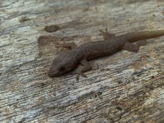 lizard on woods