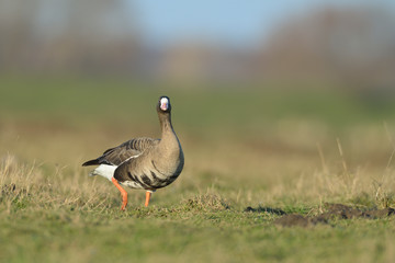 Blaessgans Anser albifrons