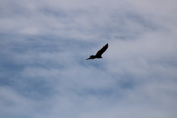 Vulture leaving