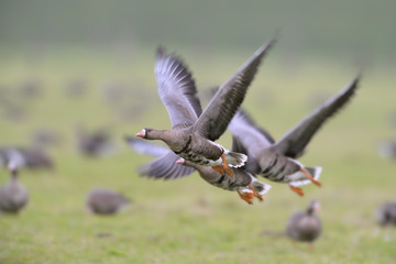 Blaessgans Anser albifrons