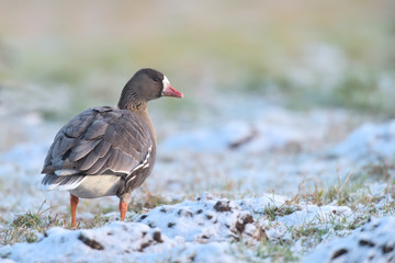 Blaessgans Anser albifrons