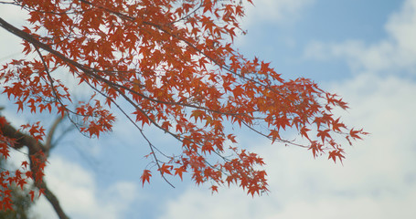青空と紅葉