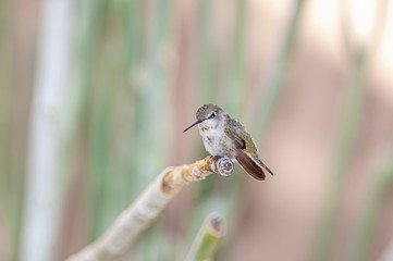 Annas Hummingbird Calypte anna 