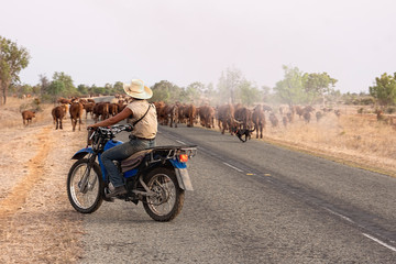 Modern female drover with her dog on motorcycle