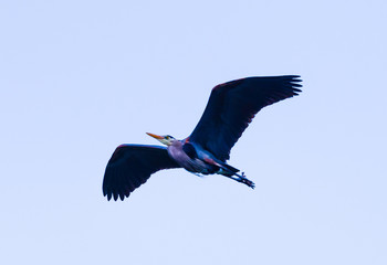 Great Blue Heron In Flight