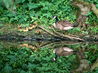 Kanadagans Branta canadensis