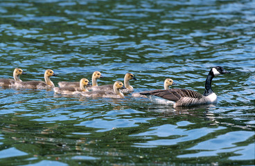 Kanadagans Branta canadensis