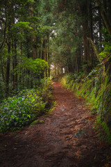 Portugal Caminho em terra pela floresta