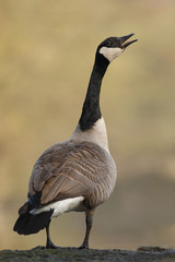 Kanadagans Branta canadensis