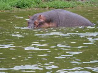 Flusspferd Afrika Uganda See Wasser gewaltig gefährlich relaxen