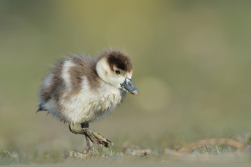 Nilgans Alopochen aegyptiacus