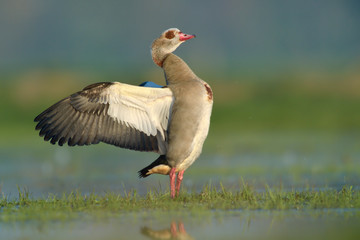 Nilgans Alopochen aegyptiacus
