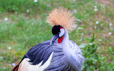 Portrait of a beautiful crowned head crane. The black crowned crane Balearica pavonina , also known as the black crested crane
