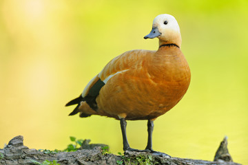 Rostgans Tadorna ferruginea