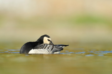 Weisswangengans Branta leucopsis